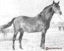 stallion Equator x (Anglo-Arabs, 1939, from Olgierd x)