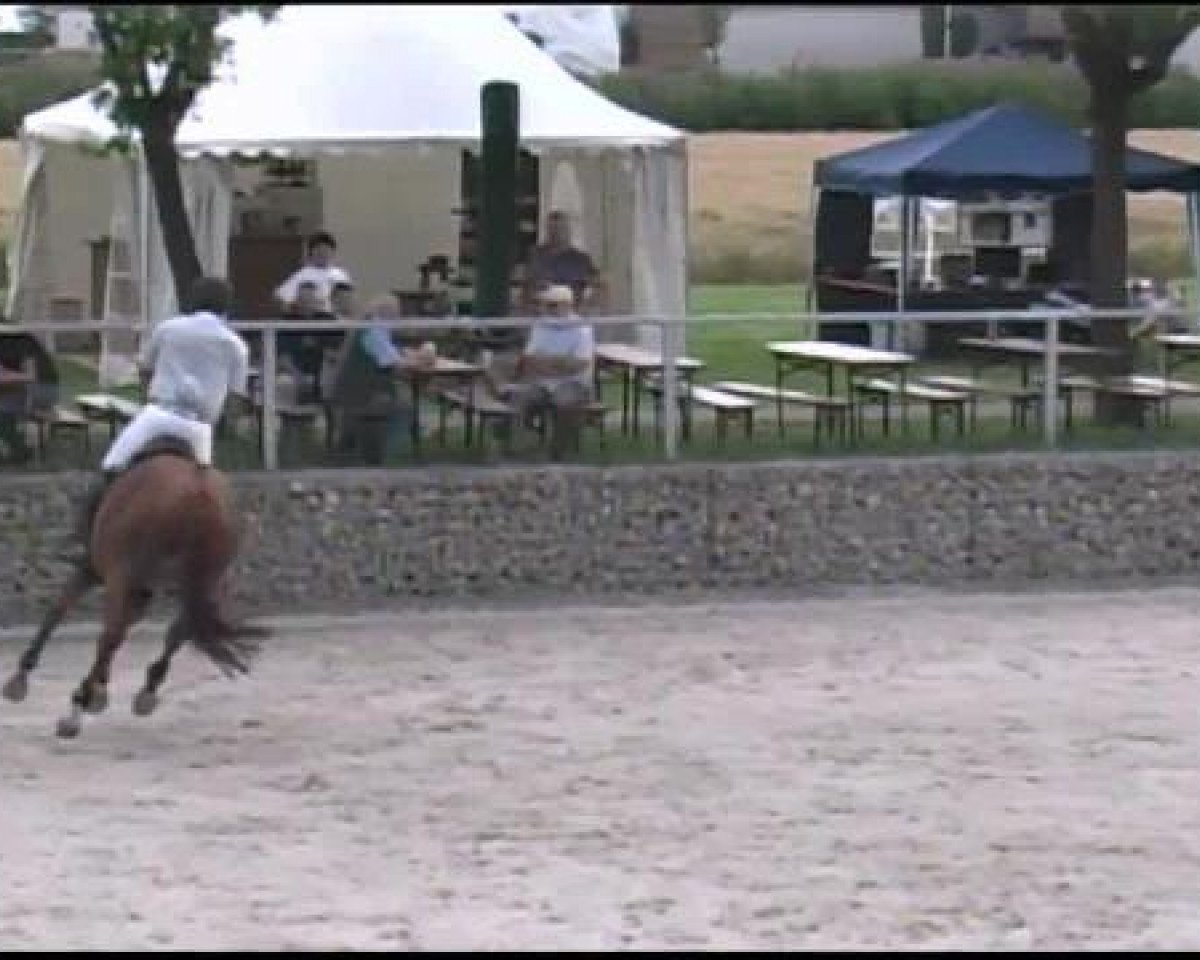 Springpferd Quidams Quit 2 (Oldenburger, 2006, von Quidam's Rubin)
