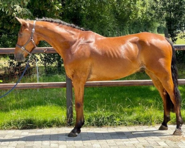 jumper Thunderstruck van de Bucxtale (Belgian Riding Pony, 2015, from Konquistador van Orchid's)