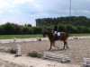 dressage horse Donello 4 (Oldenburg, 2002, from Dormello)