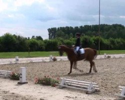 dressage horse Donello 4 (Oldenburg, 2002, from Dormello)