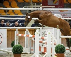 stallion Konquistador van Orchid's (Nederlands Rijpaarden en Pony, 2011, from Kanshebber)