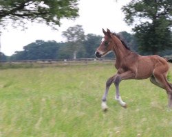 jumper Caspian (Westphalian, 2022, from Captain Jack 44)