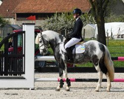 dressage horse Oreo Blue (Bulgarian Warmblood, 2016, from April)