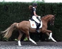 dressage horse Paso Double (Dutch Pony, 2006, from Bodo)