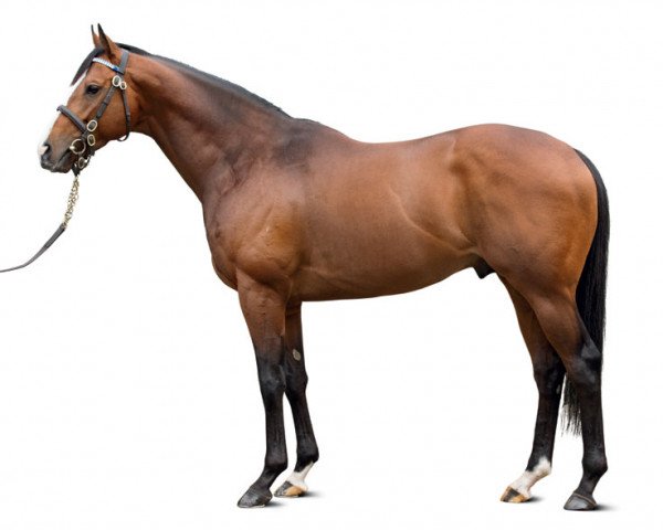 stallion Belardo xx (Thoroughbred, 2012, from Lope De Vega xx)