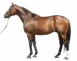 stallion Ghaiyyath xx (Thoroughbred, 2015, from Dubawi xx)