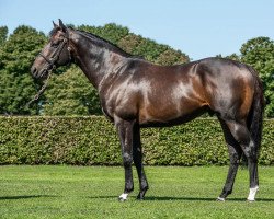 stallion Aclaim xx (Thoroughbred, 2013, from Acclamation xx)