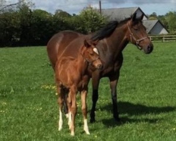 broodmare Aris xx (Thoroughbred, 2008, from Danroad xx)