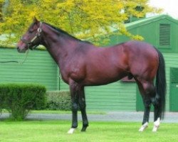 stallion Danroad xx (Thoroughbred, 1999, from Danehill xx)