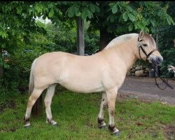 broodmare Honey (Fjord Horse, 2005, from Kastanjegårdens Hannibal)