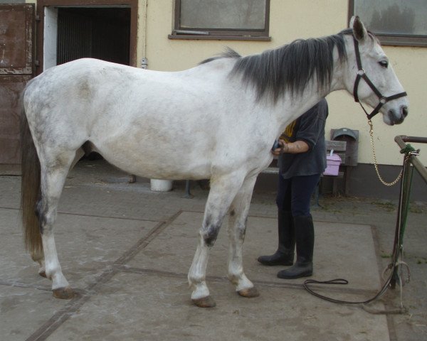 Pferd Prinz Fuchur (Edles Warmblut, 2003)