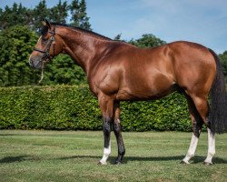 stallion Rajasinghe xx (Thoroughbred, 2015, from Choisir xx)