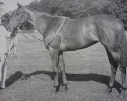 broodmare Caerphilly xx (Thoroughbred, 1959, from Abernant xx)