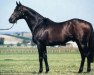 stallion Catrail xx (Thoroughbred, 1990, from Storm Cat xx)