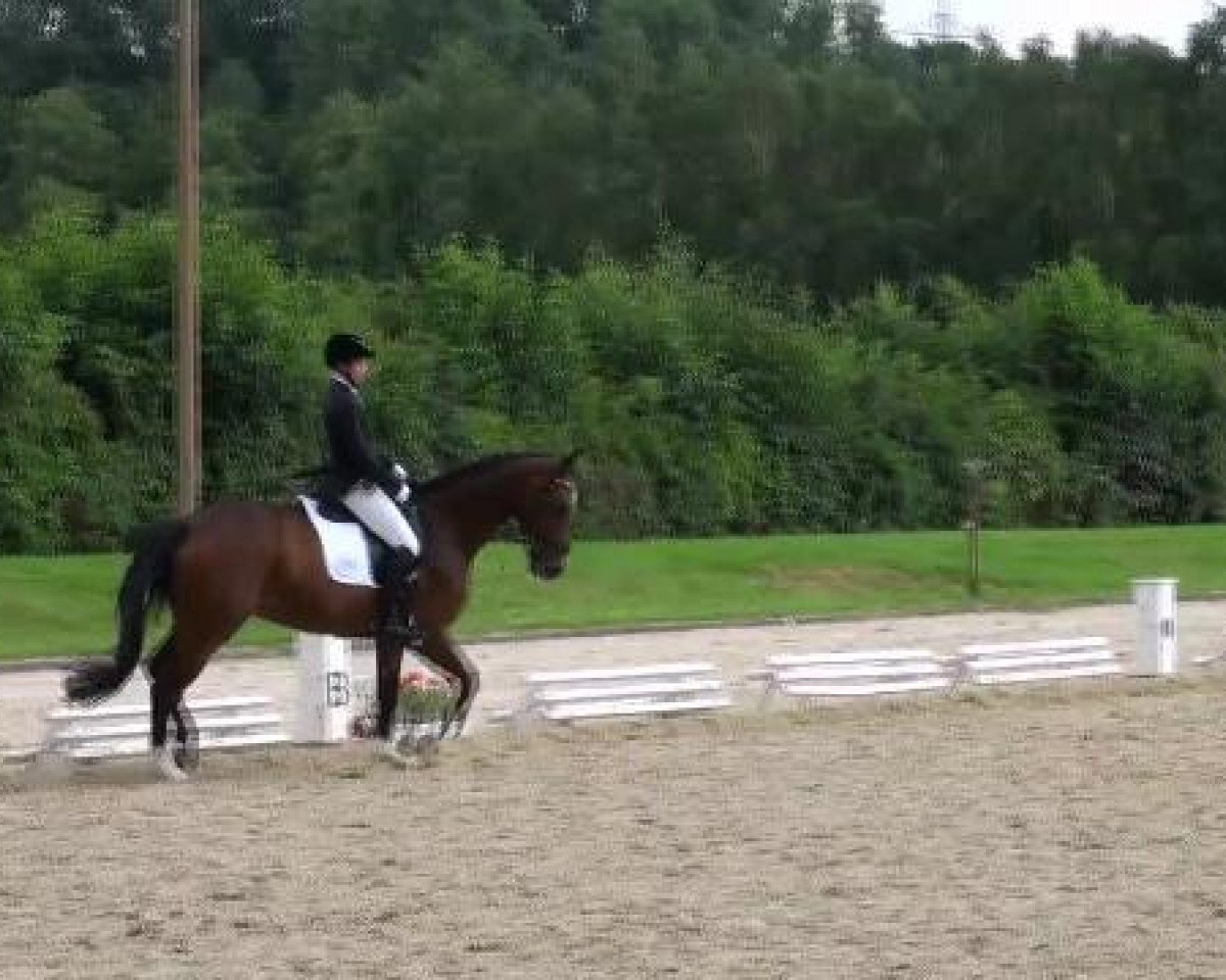 dressage horse Fürstin (Westphalian, 2002, from Fürst Piccolo)