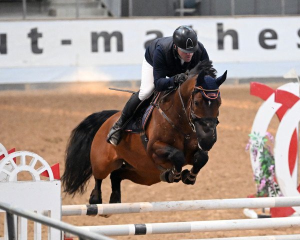 stallion Drops van Overis Z (Zangersheide riding horse, 2012, from Darco)