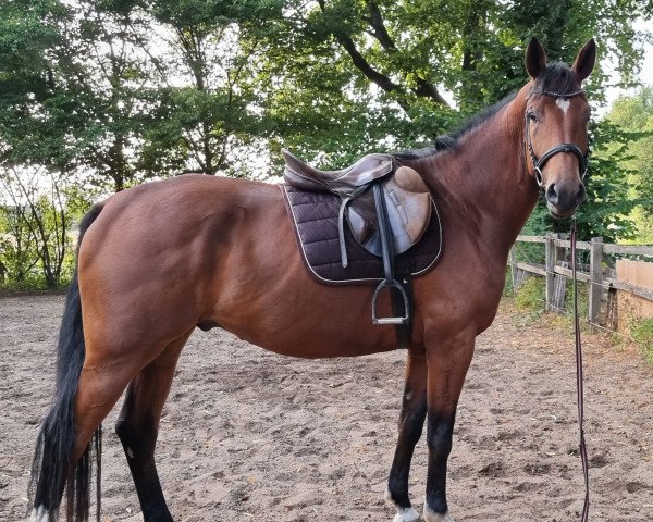 horse Lycanto (Westphalian, 2018, from Lassar)