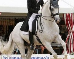 dressage horse Ronaldo II (KWPN (Royal Dutch Sporthorse), 1998, from Gribaldi)