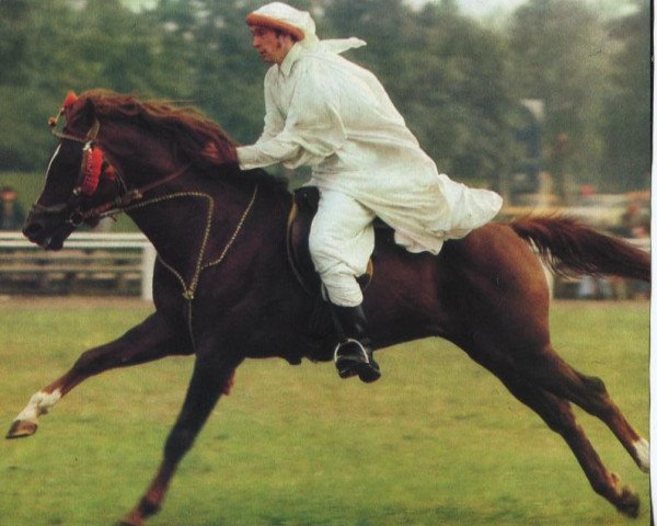 stallion Galib Ben Afas ox (Arabian thoroughbred, 1966, from Abu Afas 1947 ox)