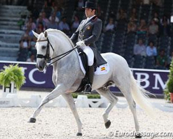 dressage horse Jade de Mv (Lusitano, 1999, from Musico)