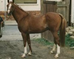 stallion Zarif III ox (Arabian thoroughbred, 1981, from Kaidal II ox 3392)