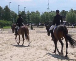 jumper Cassandra 316 (Hanoverian, 2008, from Charilan)