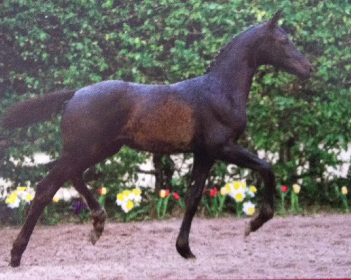 jumper Paraiso-Raphael (Westphalian, 2012, from Goldfever 3)