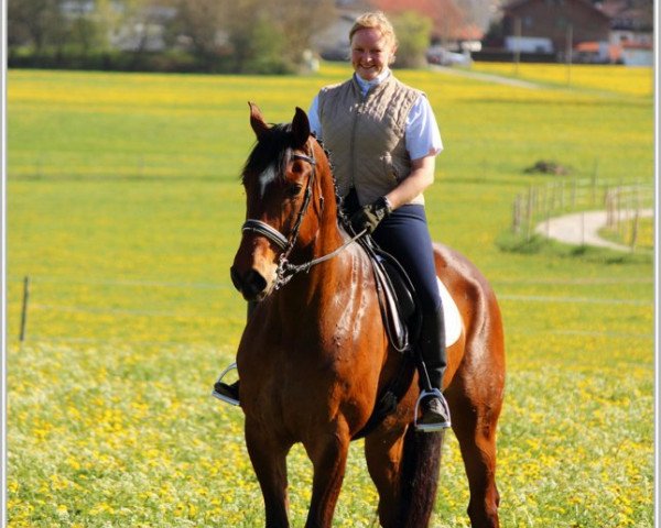 horse Lucky Lukas 3 (Oldenburg show jumper, 2003, from Lucky Lionell)