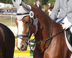 jumper Come Home Balou (Hanoverian, 2002, from Cashman)