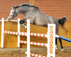 Springpferd Quicktime (Holsteiner, 2005, von Quite Capitol)