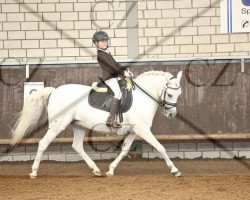 dressage horse Hermine 11 (Holländisches riding ponies, 1994)