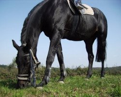 Pferd Nanuska (Dänisches Warmblut, 1987, von Øxenholm Pioneer)