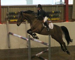 dressage horse Desperados 21 (Hanoverian, 2002, from Don Frederico)