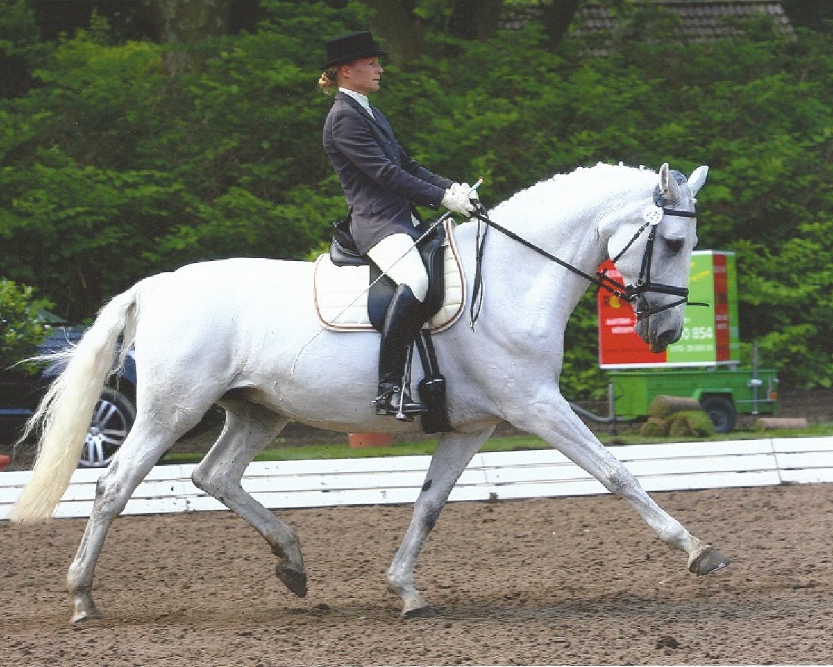 horse Cira 20 (Hessian Warmblood, 1998, from Calderon)