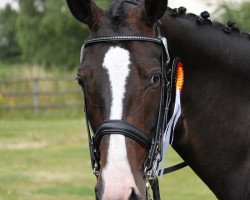 dressage horse Dacaprio 4 (Westphalian, 2006, from Don Lauredo)