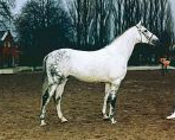 stallion Bouquet AA (Anglo-Arabs, 1985, from Bajar ShA)