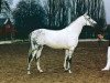 stallion Bouquet AA (Anglo-Arabs, 1985, from Bajar ShA)