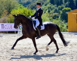 dressage horse Solitaire 84 (Oldenburg, 2008, from San Amour I)