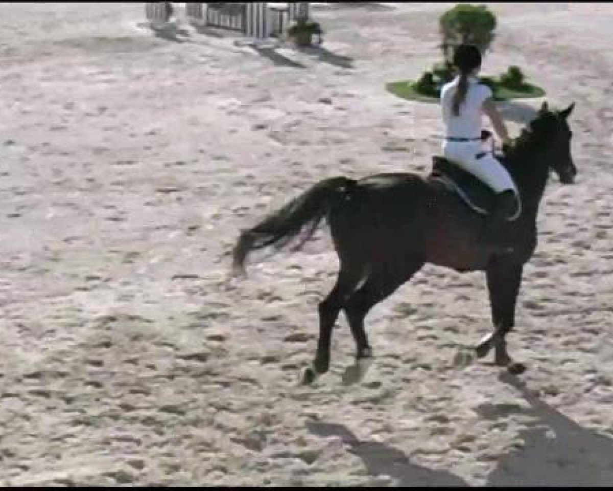 jumper Chutney 5 (Hanoverian, 2002, from Contendro I)