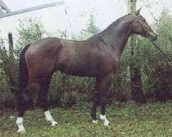 stallion Chagallo (Holsteiner, 1993, from Coriander)