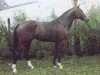 stallion Chagallo (Holsteiner, 1993, from Coriander)