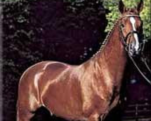 horse Donautanz (Hanoverian, 1999, from De Niro)