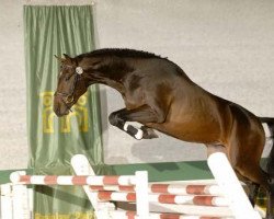 stallion Cheetano's Boy (Zweibrücken, 2006, from Cheetano)