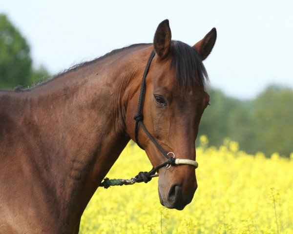 horse Rough Diamond (Rhinelander, 2001, from Rocket Star)