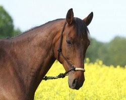 Pferd Rough Diamond (Rheinländer, 2001, von Rocket Star)