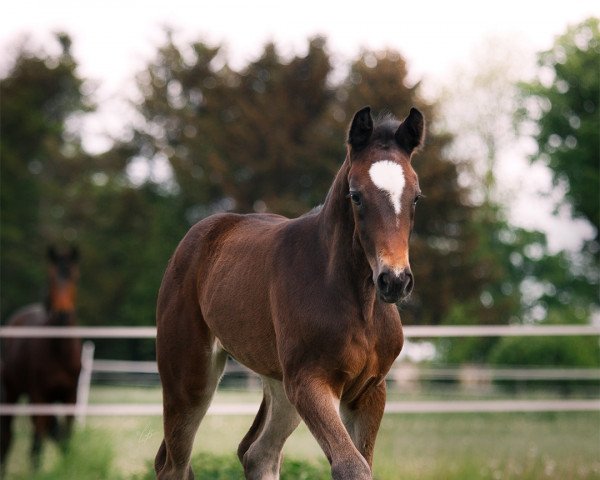 dressage horse Rose Fire (Westphalian, 2022, from Raven)