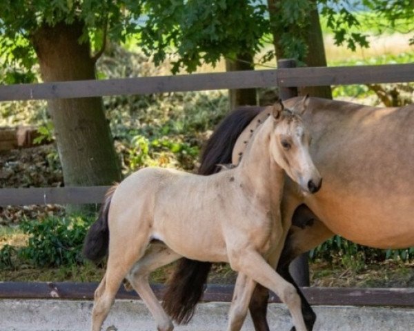 dressage horse Gesa ST (German Riding Pony, 2022, from Genesis BL)