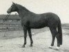 stallion Maat II (Hanoverian, 1975, from Marbod)