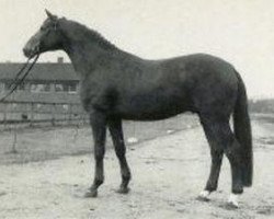 stallion Maat II (Hanoverian, 1975, from Marbod)